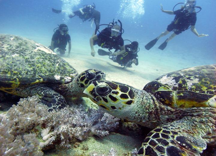 turtles gili trawangan